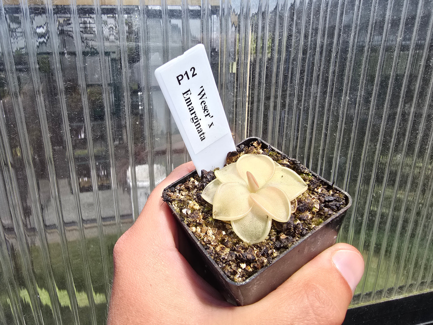 Pinguicula 'Weser' x emarginata - Mexican Butterwort