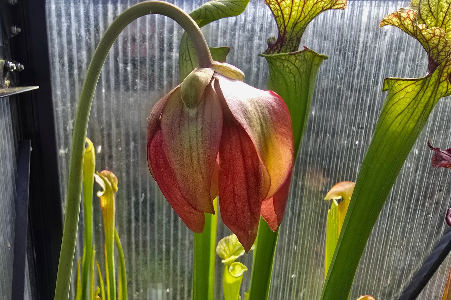 Sarracenia 'Moorei' - cv. 'Ngaire Gray' - Moore's American Pitcher Plant