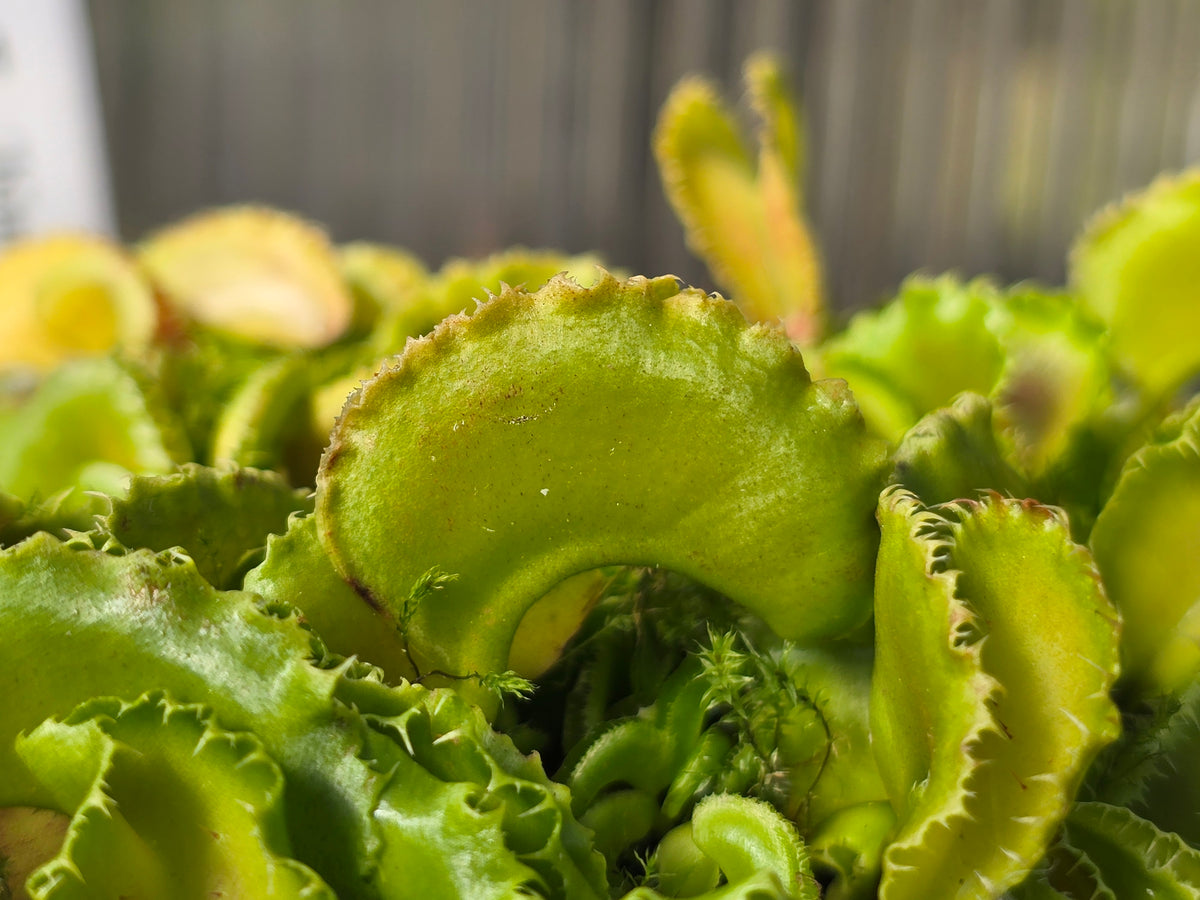 Dionaea muscipula 'Kim Jong Il' - Venus Fly Trap