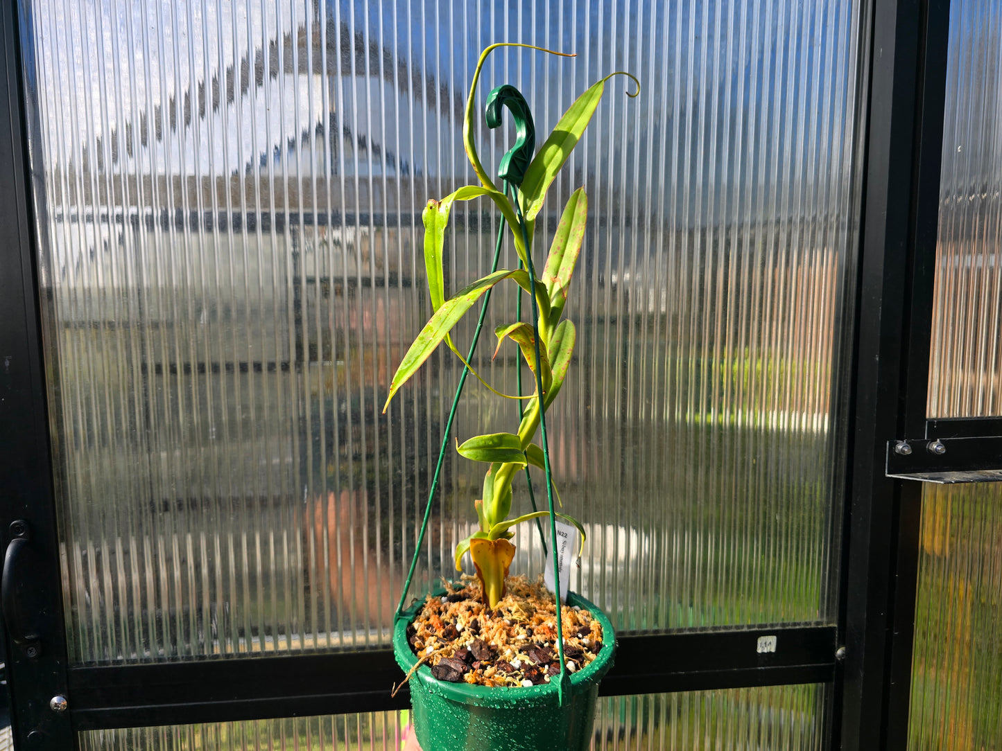 Nepenthes sibuyanensis (Female) - Intermediate Tropical Pitcher Plant