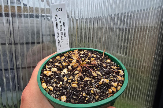 Drosera intermedia 'Carolina Giant' x 'Roraima State, Brazil' - The Oblong-leaved Sundew