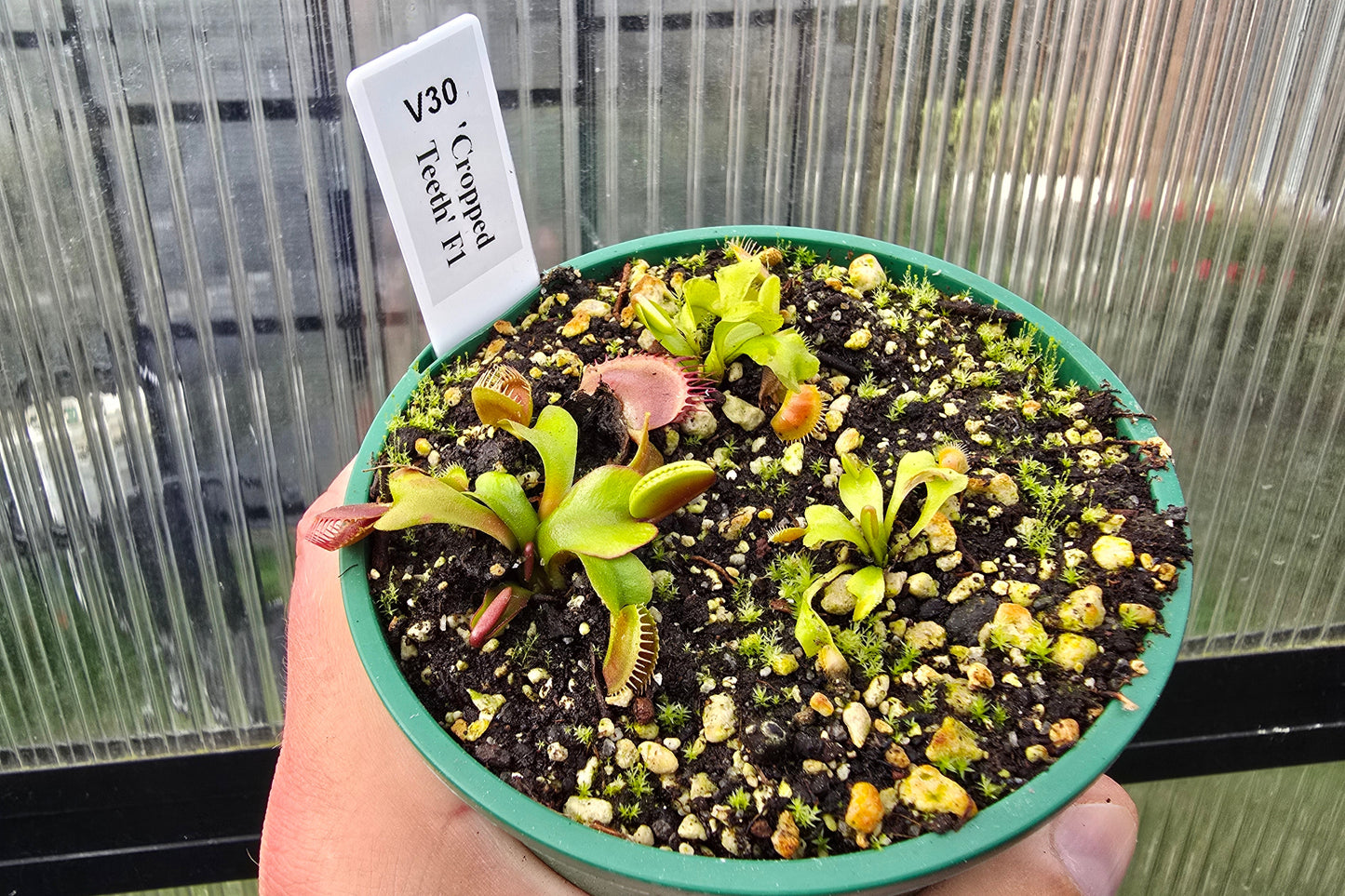 Dionaea muscipula 'Cropped Teeth' F1 - Venus Fly Trap