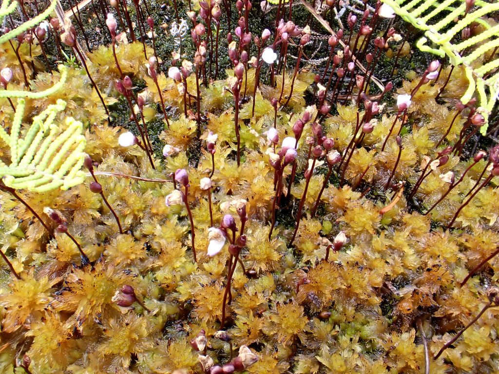 Utricularia deliculata (Chatham Island, NZ) - Terrestrial Bladderwort