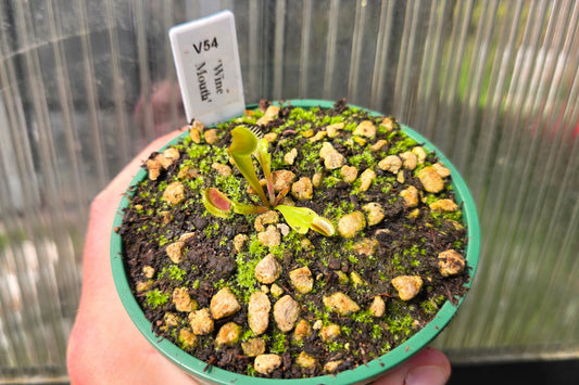Dionaea muscipula 'Wine Mouth' - Venus Fly Trap