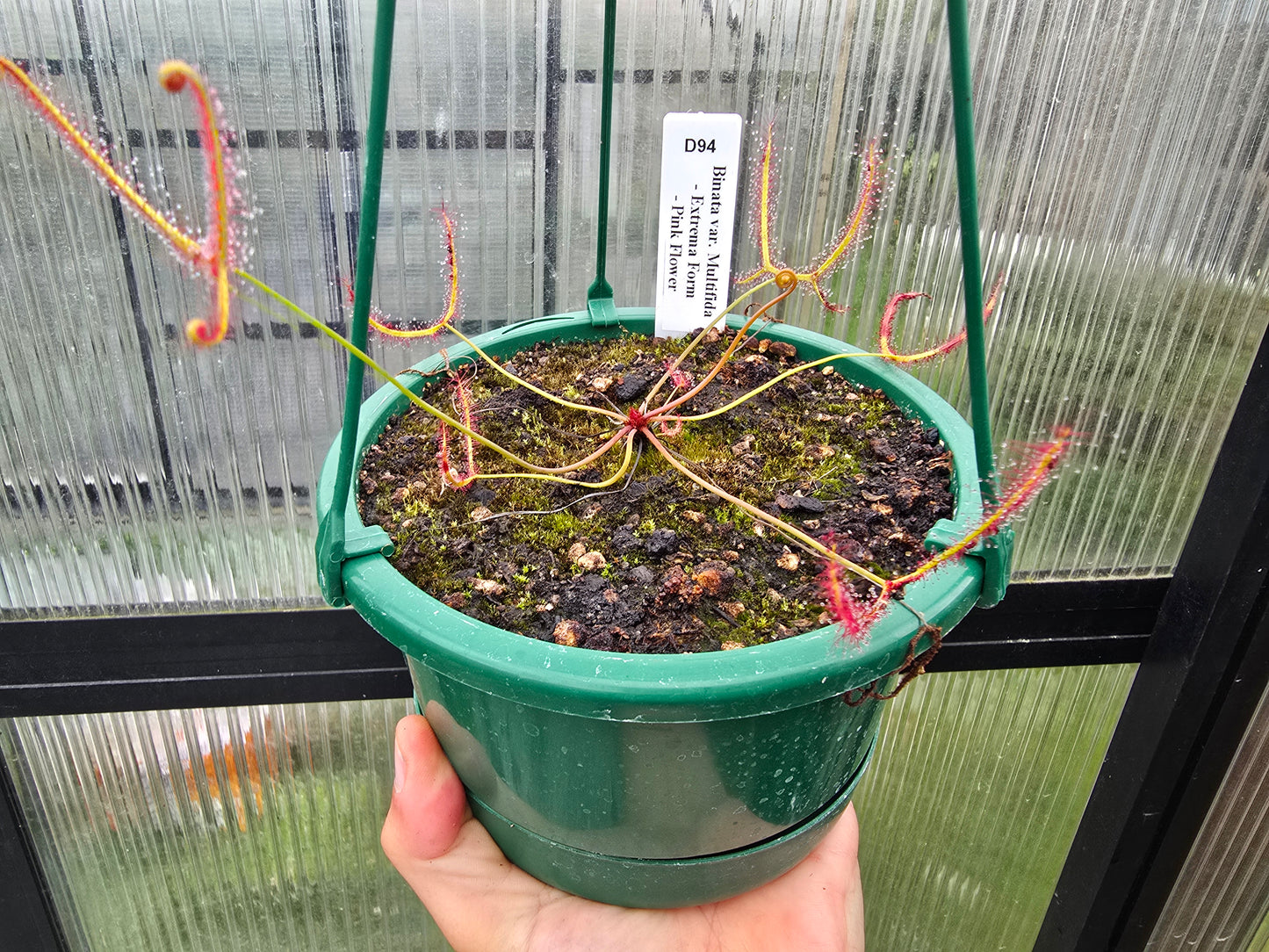 Drosera binata var. multifida "Extrema - Pink Flower Form" - Staghorn Sundew