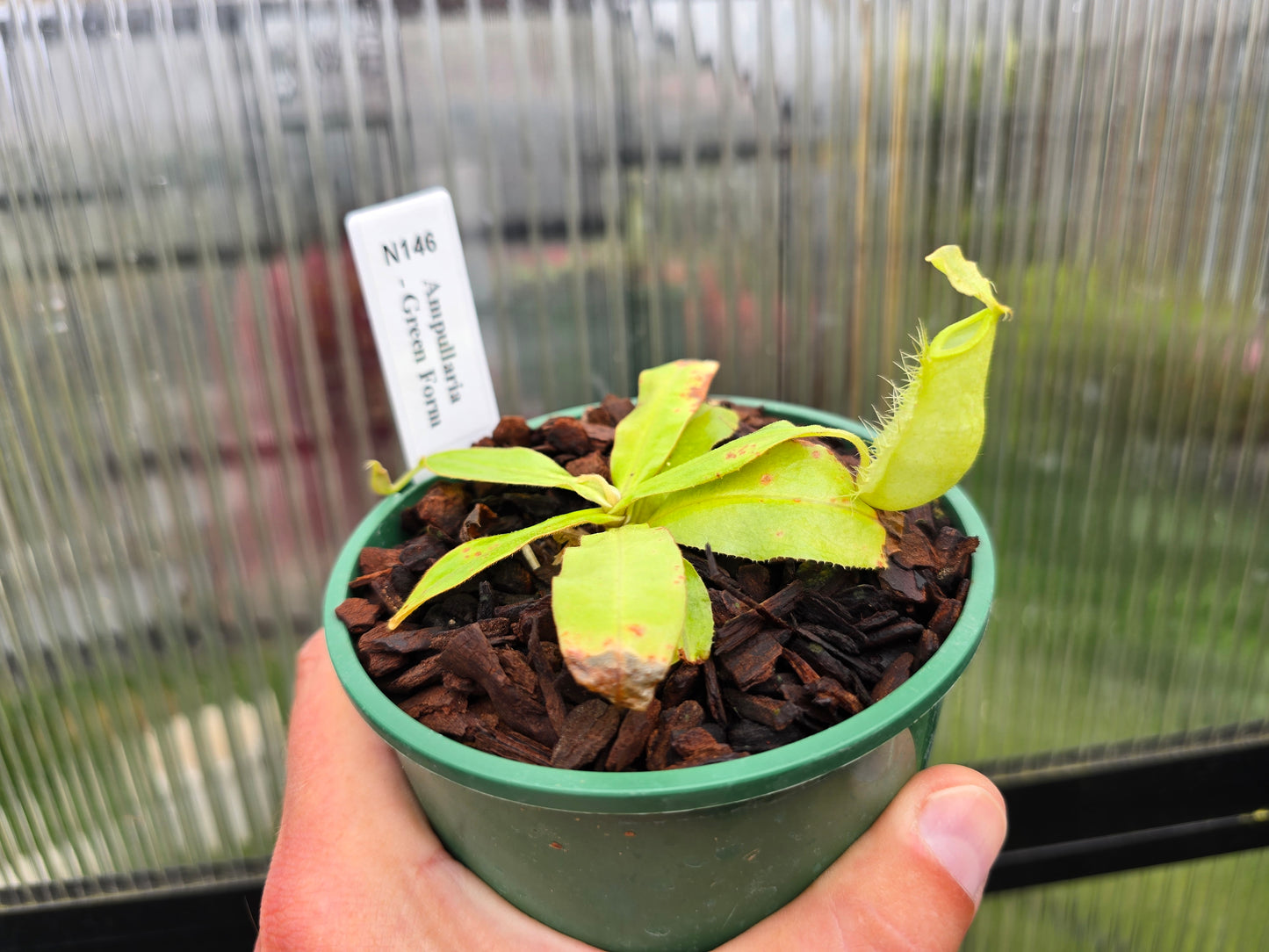Nepenthes ampullaria 'Green Form' - Lowland Tropical Pitcher Plant