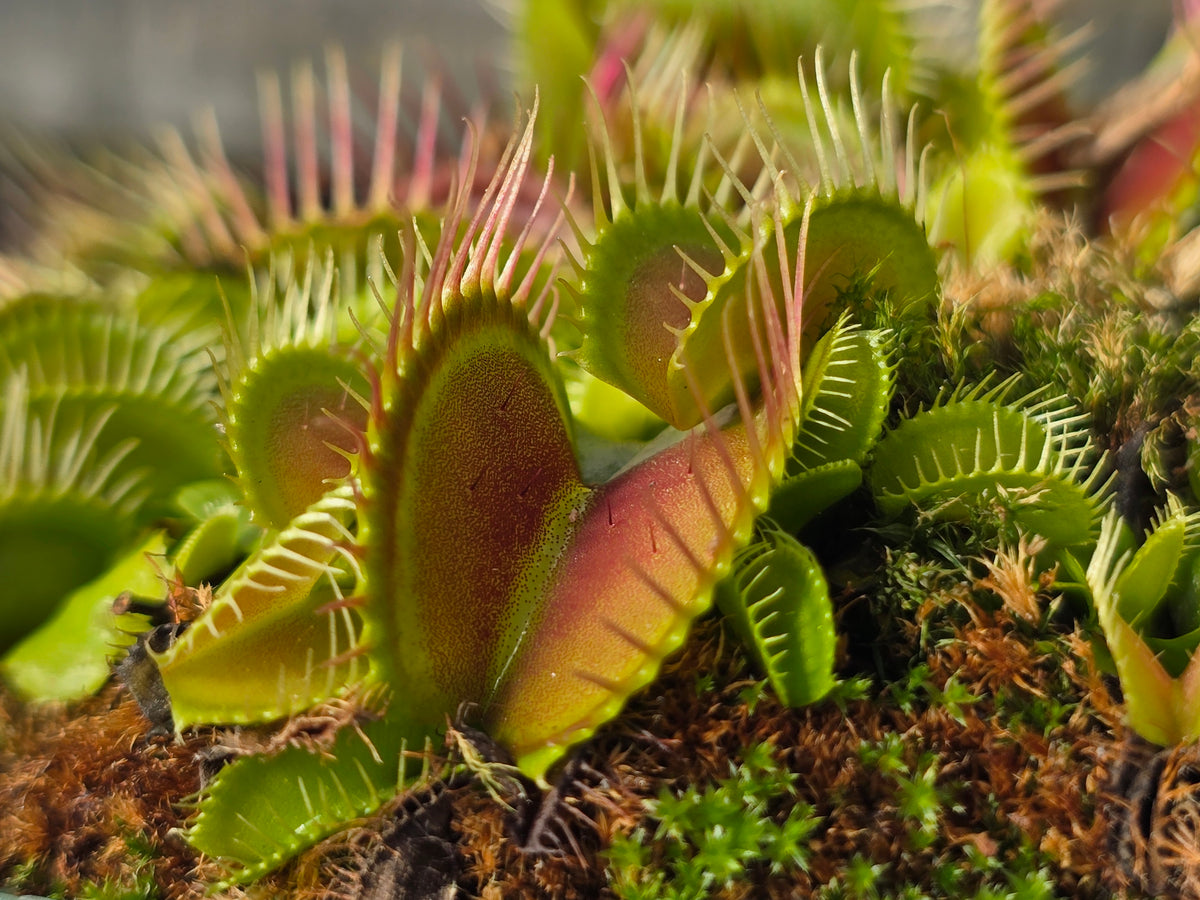 Dionaea muscipula 'Phalanx’ - Venus Fly Trap