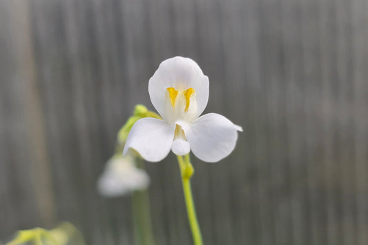 Utricularia nephrophylla - Tropical Bladderwort