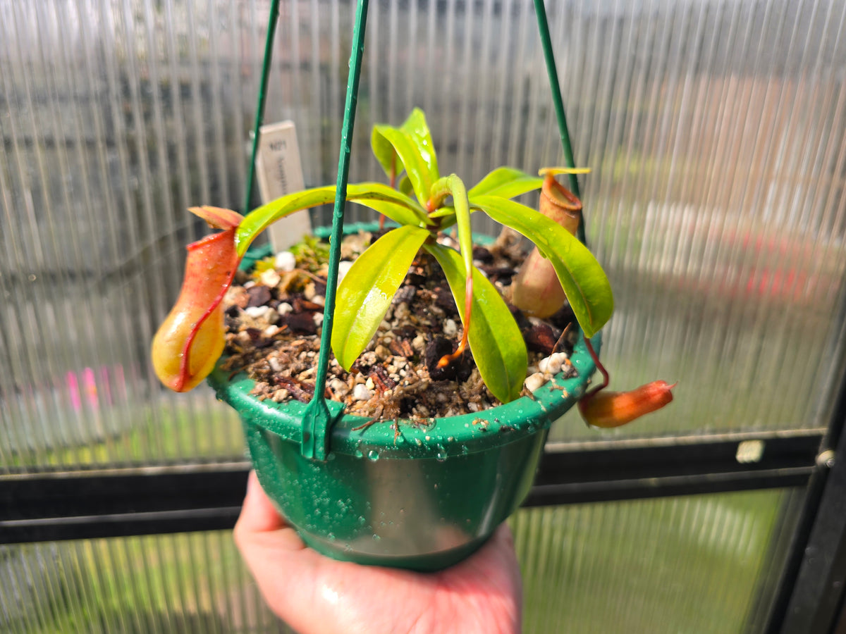 Nepenthes ventricosa - Highland Tropical Pitcher Plant