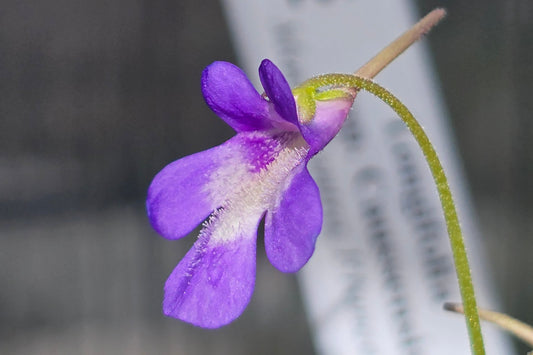 Pinguicula longifolia ssp. caussensis (Massif Centra, France) - Cold Temperate Long-Leafed Butterwort