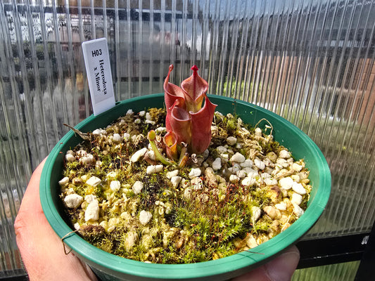 Heliamphora heterodoxa x minor - Sun Pitcher