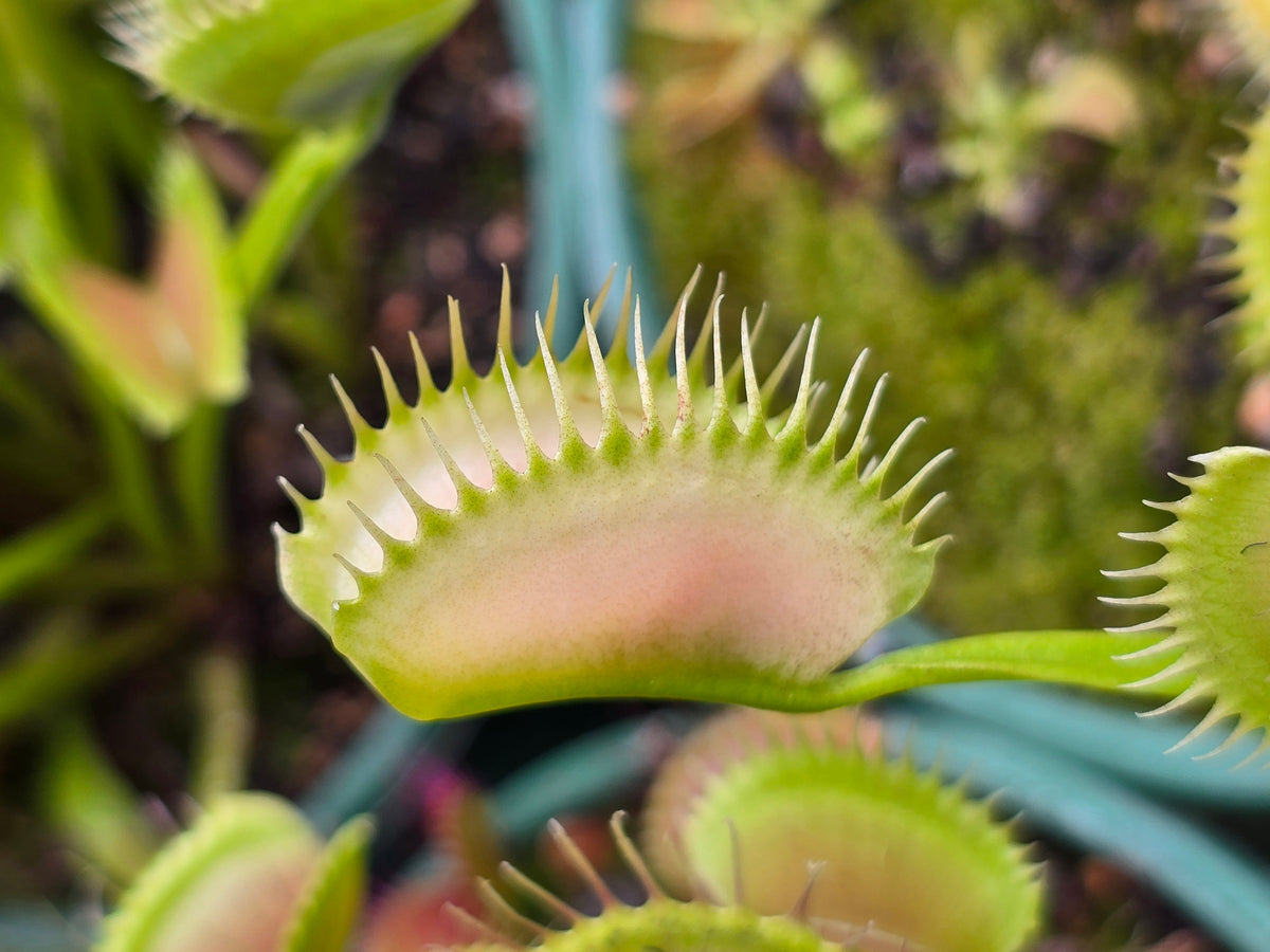 Dionaea muscipula 'Ghost' - Venus Fly Trap