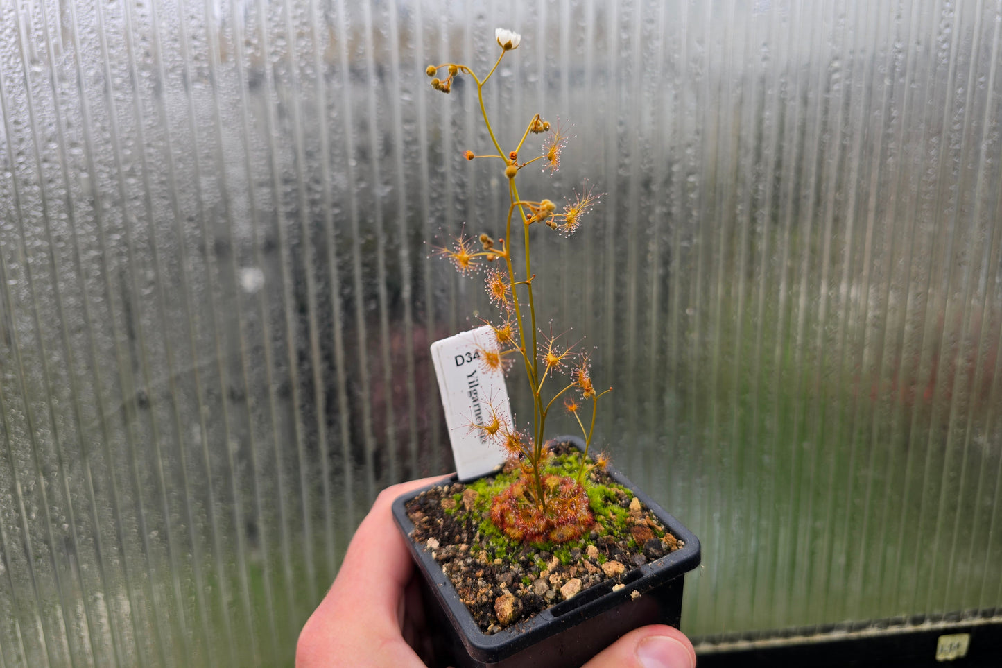 Drosera yilgarnensis - Tuberous Sundew