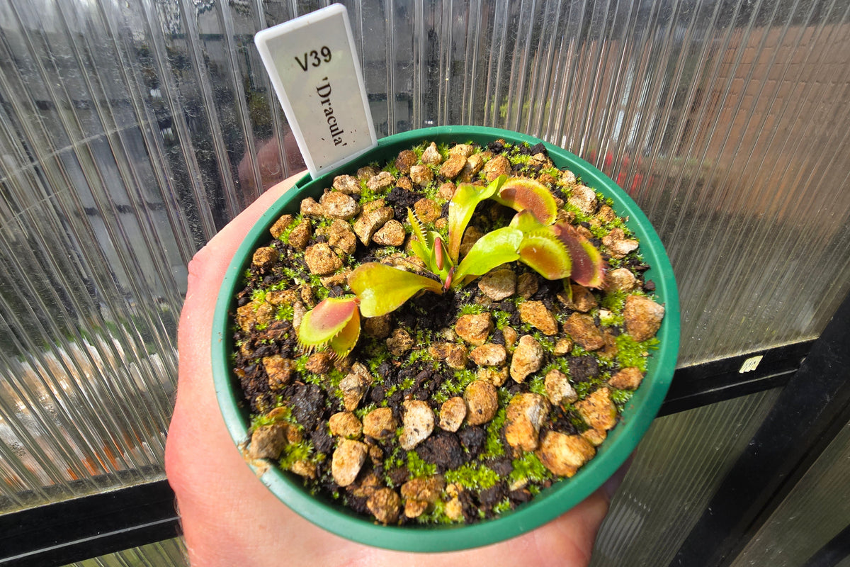 Dionaea muscipula 'Dracula' - Venus Fly Trap