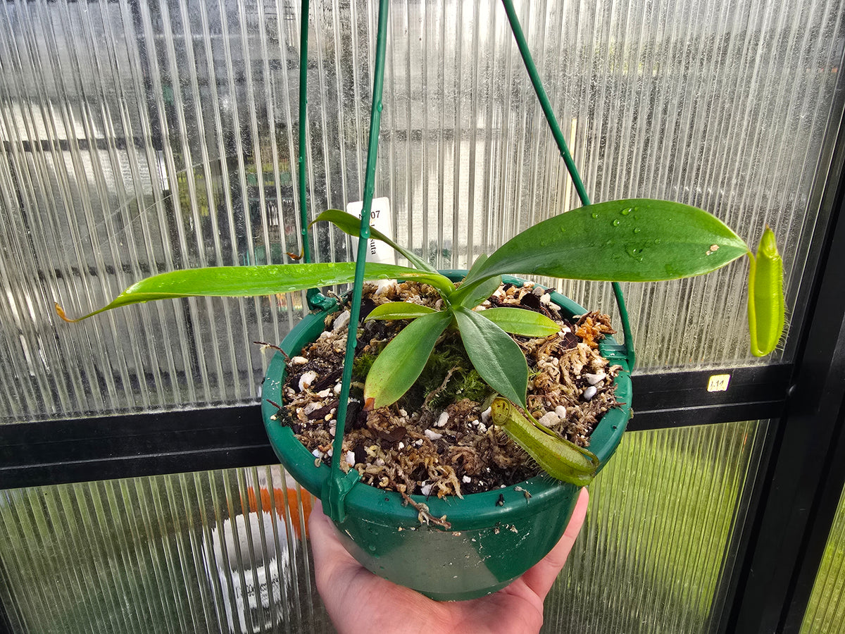Nepenthes hirsuta - Lowland Tropical Pitcher Plant