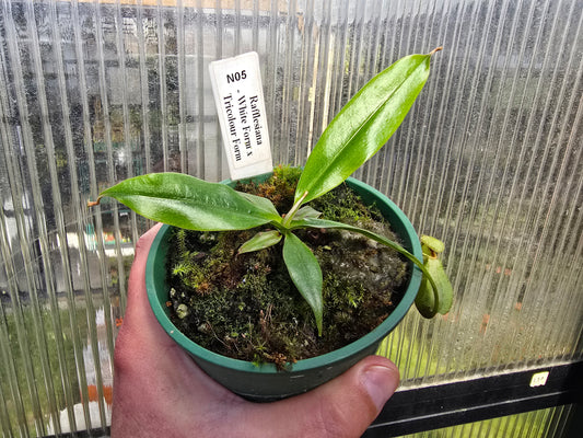 Nepenthes rafflesiana 'White Form x Tricolour Form' - Lowland Tropical Pitcher Plant