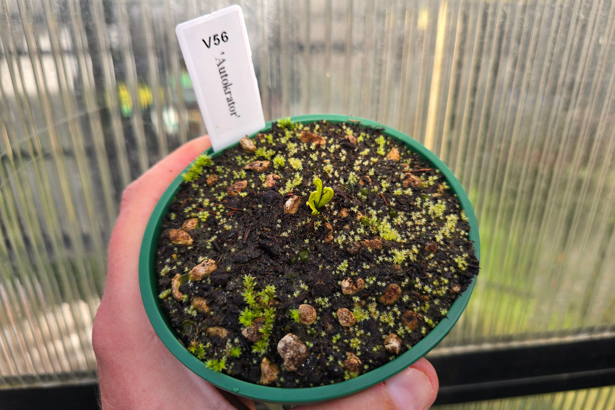 Dionaea muscipula 'Autokrator' - Venus Fly Trap
