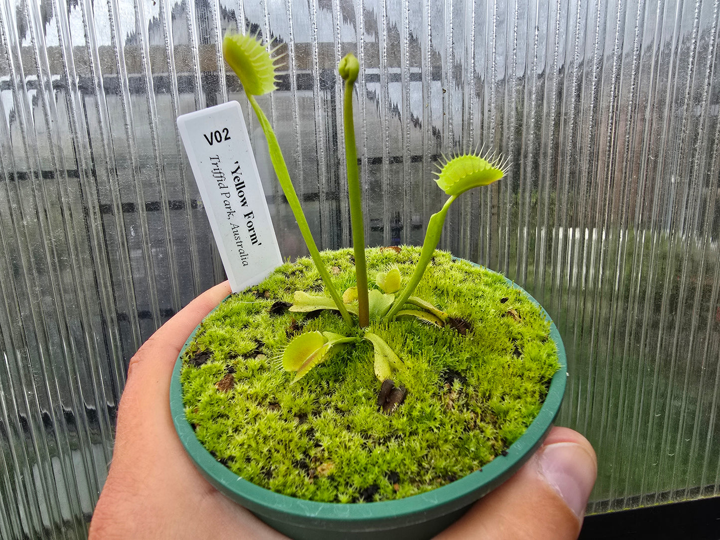 Dionaea muscipula 'Yellow Form' - Venus Fly Trap