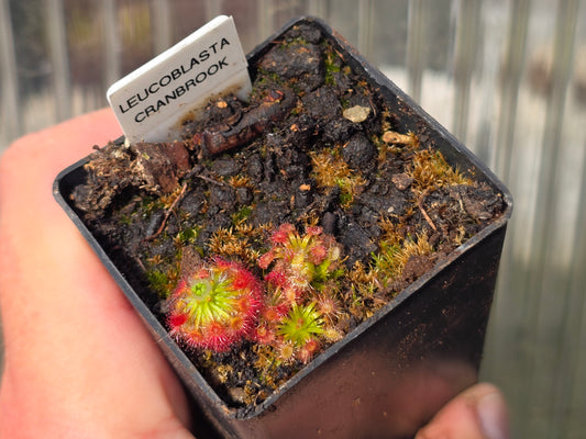 Drosera Leucoblasta - Giant Flower Form (Cranbrook, Western Australia)- Pygmy Sundew