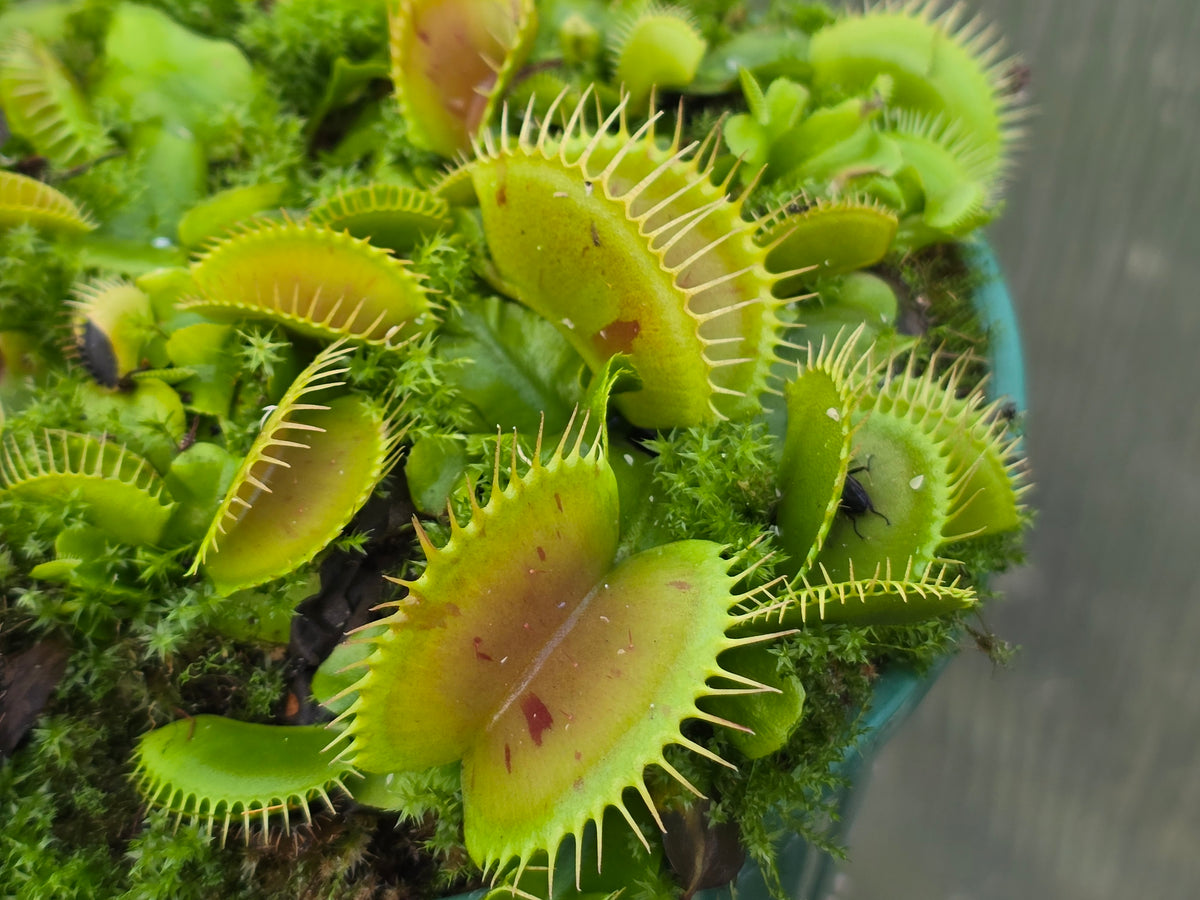 Dionaea muscipula 'Patches' - Venus Fly Trap