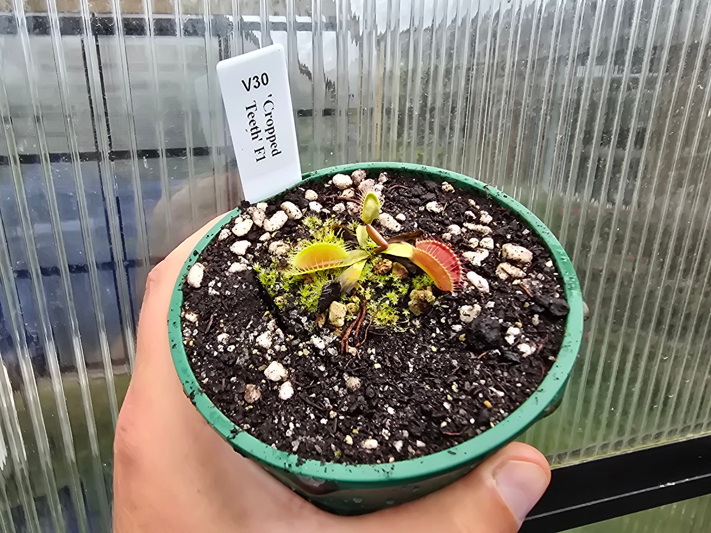 Dionaea muscipula 'Cropped Teeth' F1 - Venus Fly Trap