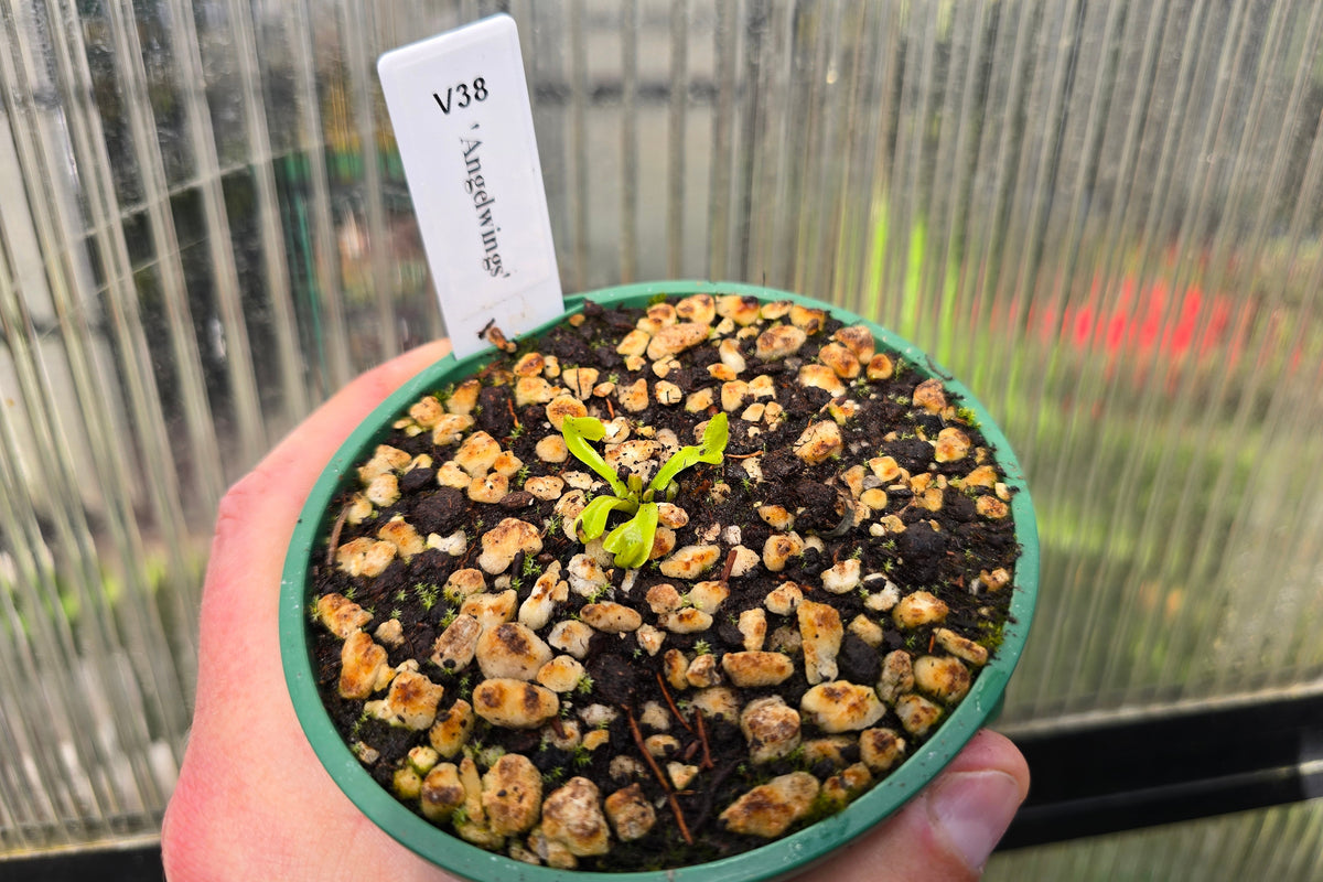 Dionaea muscipula 'Angelwings' - Venus Fly Trap