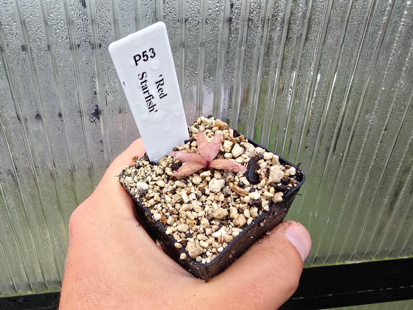 Pinguicula 'Red Starfish' - Mexican Butterwort