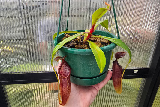Nepenthes NOID - Intermediate Tropical Pitcher Plant