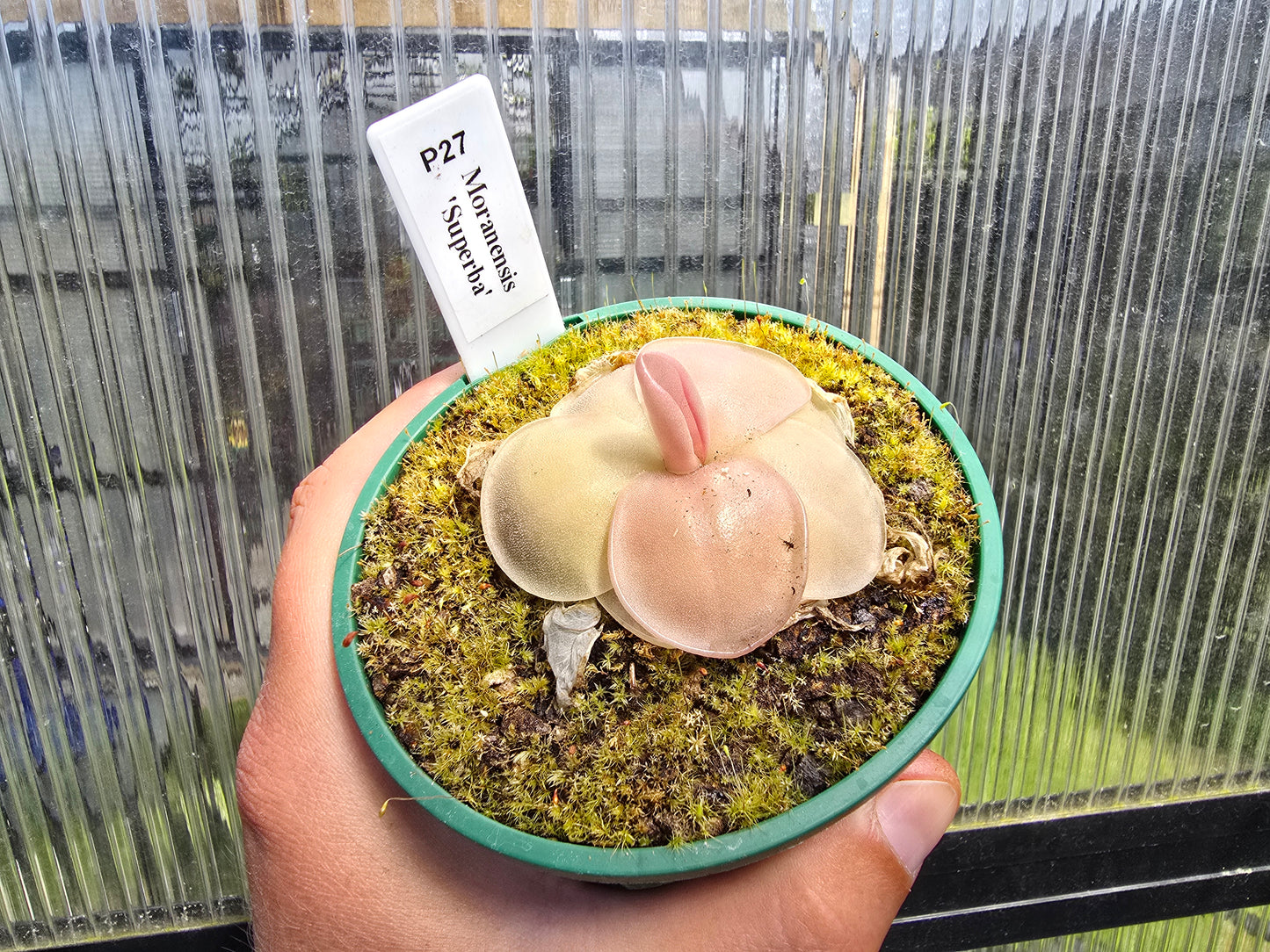 Pinguicula moranensis 'Superba' - Mexican Butterwort