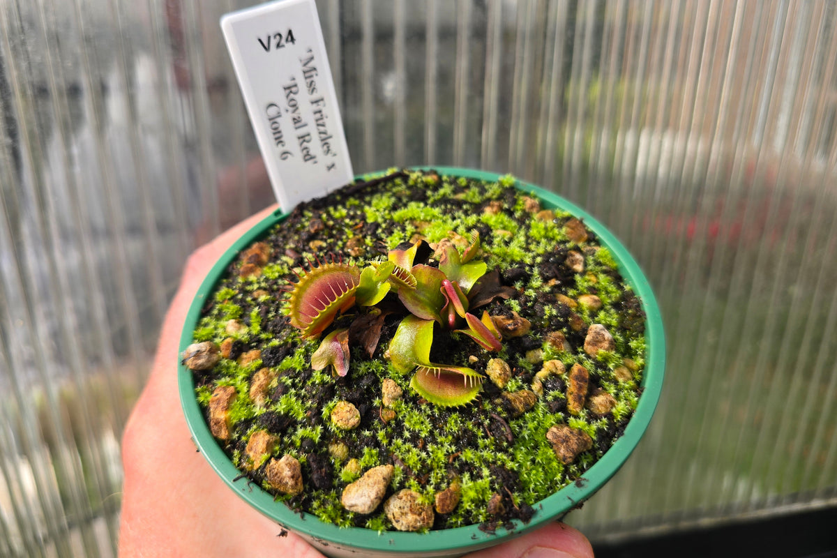 Dionaea muscipula 'Miss Frizzles' x 'Royal Red' Clone 6 - Venus Fly Trap