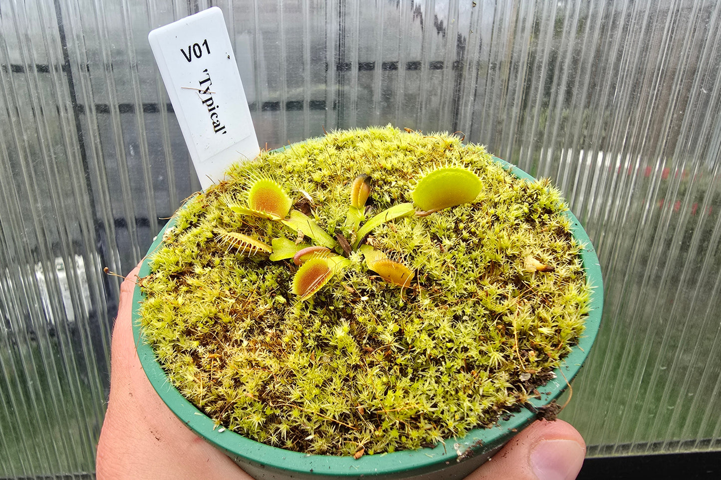 Dionaea muscipula 'Typical' - Venus Fly Trap