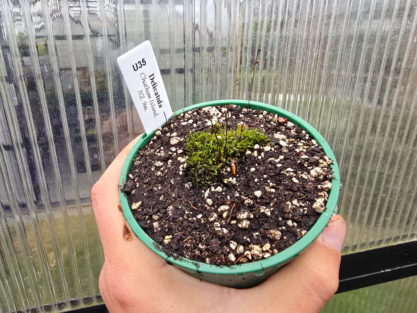 Utricularia deliculata (Chatham Island, NZ) - Terrestrial Bladderwort