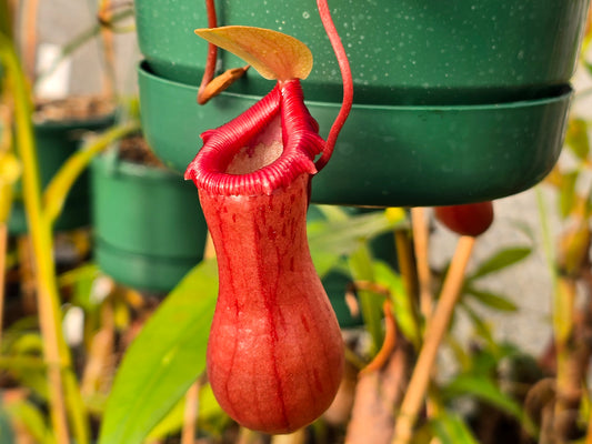 Nepenthes ventricosa - Red Form - Highland Tropical Pitcher Plant