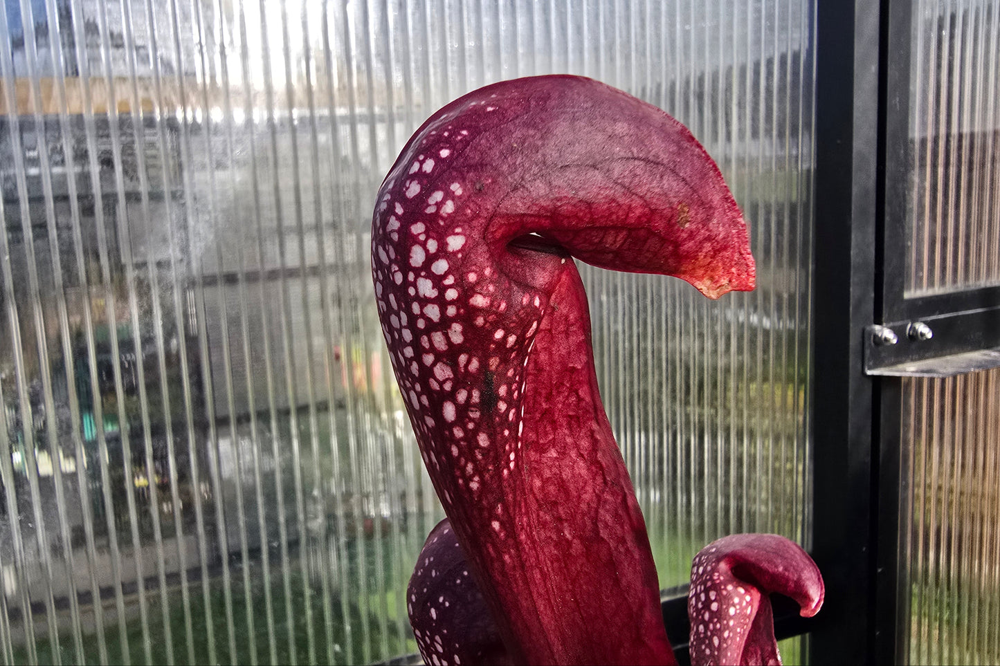 Sarracenia 'Formosa' - American Pitcher Plant