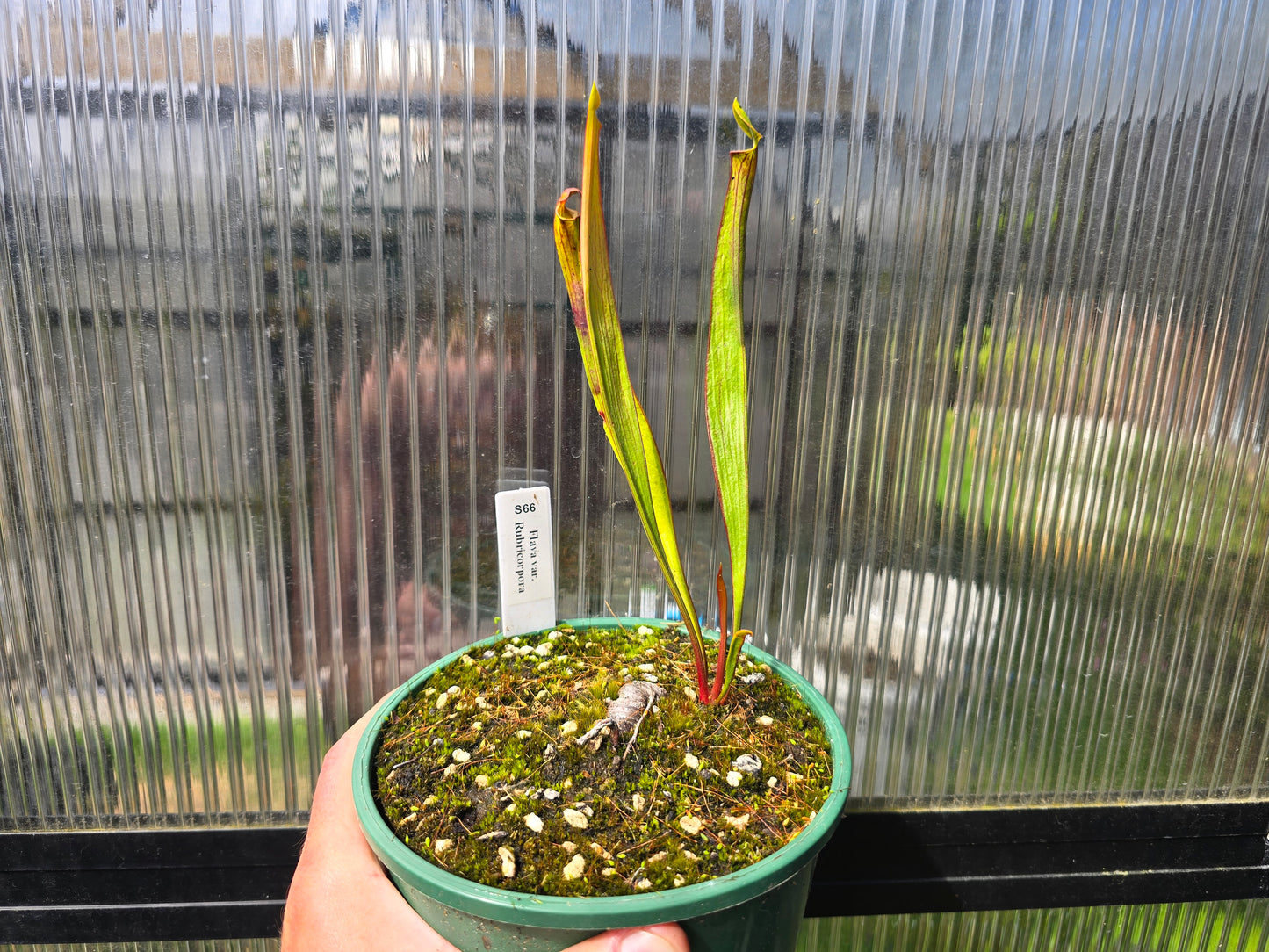 Sarracenia flava var. rubricorpora - American Pitcher Plant