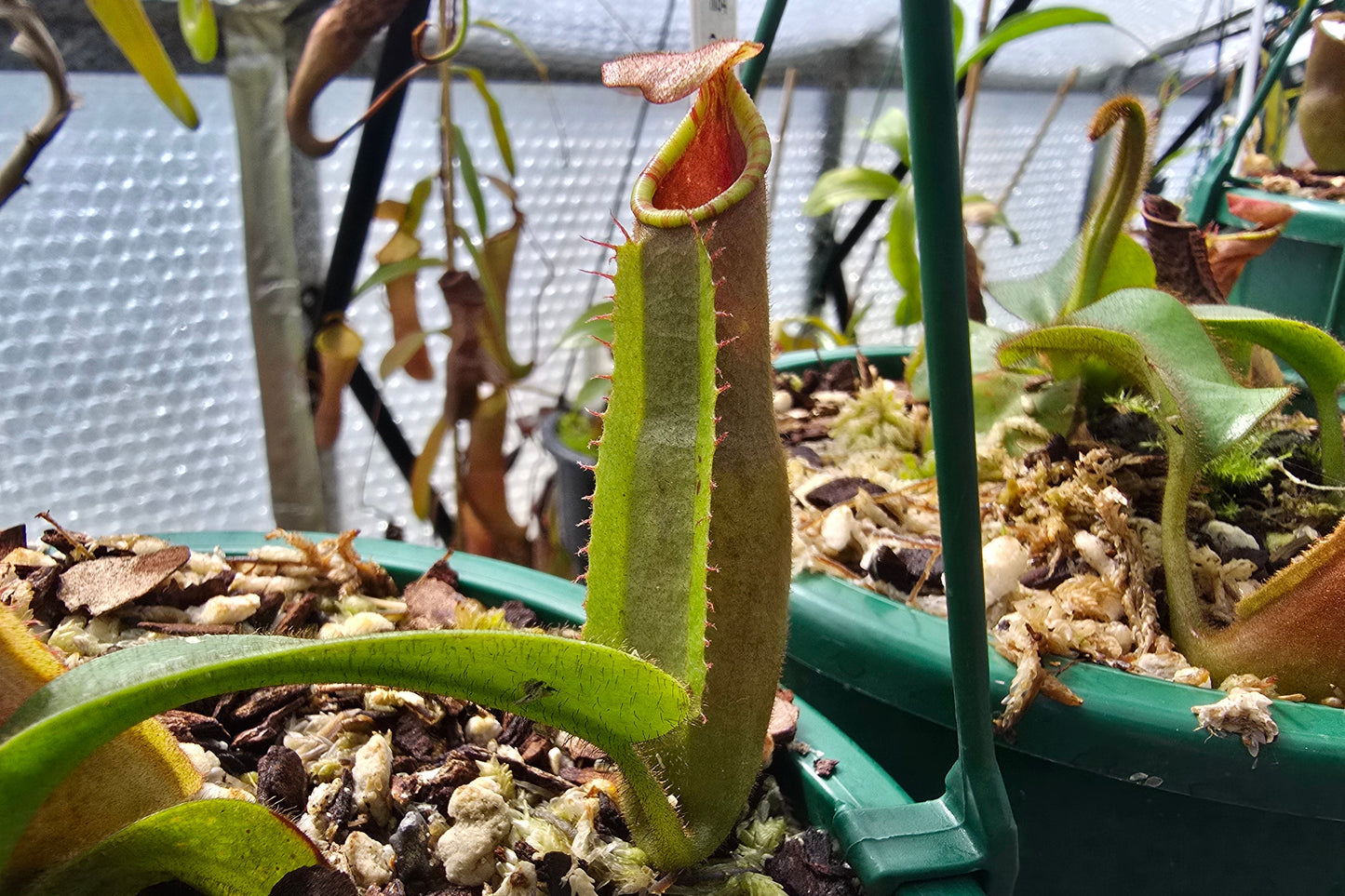 Nepenthes veitchii 'K' x ('CandyStripe' x 'Candy') - Intermediate Tropical Pitcher Plant