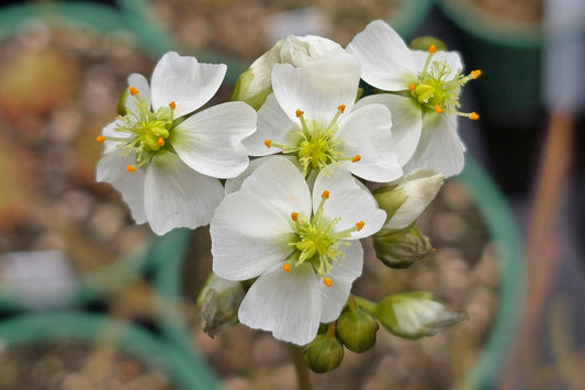 Drosera binata - Forked Sundew
