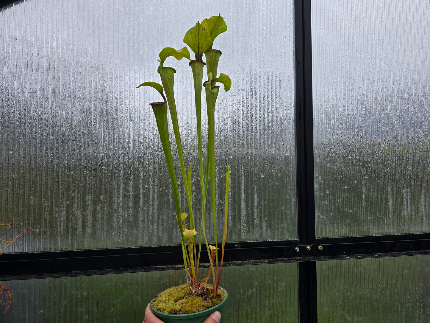Sarracenia oreophila var. oreophila - 'Giant Form, Red Under Lid In Autumn' - Green Pitcher Plant
