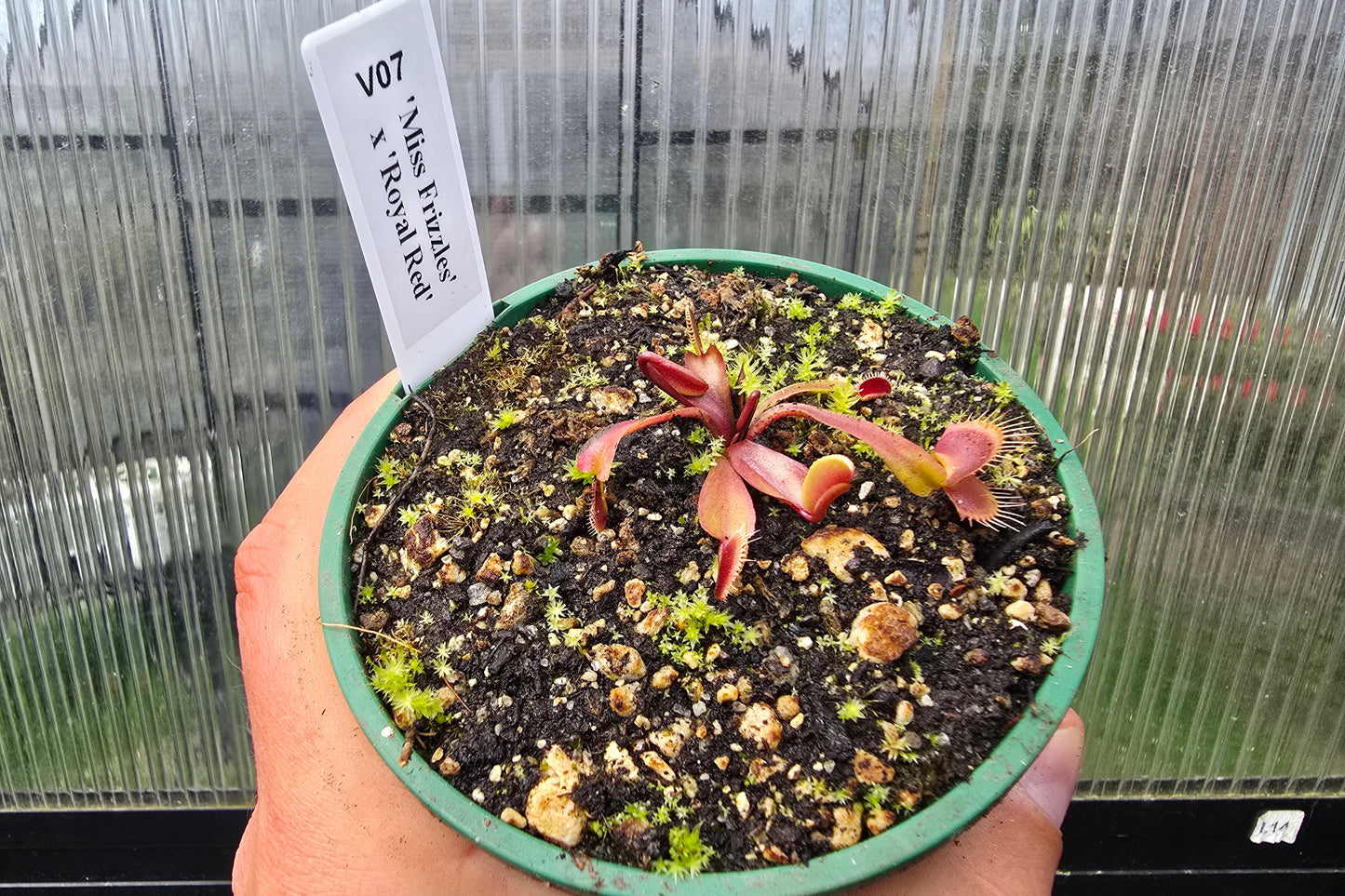 Dionaea muscipula 'Miss Frizzles' x 'Royal Red' Clone 1 - Venus Fly Trap