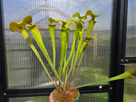 Sarracenia flava var. rugelii (Edmund, Lexington County, South Carolina, USA) - American Pitcher Plant