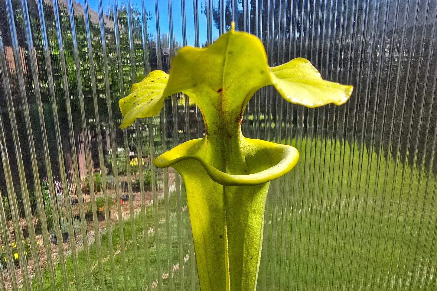 Sarracenia flava var. rugelii (Edmund, Lexington County, South Carolina, USA) - American Pitcher Plant