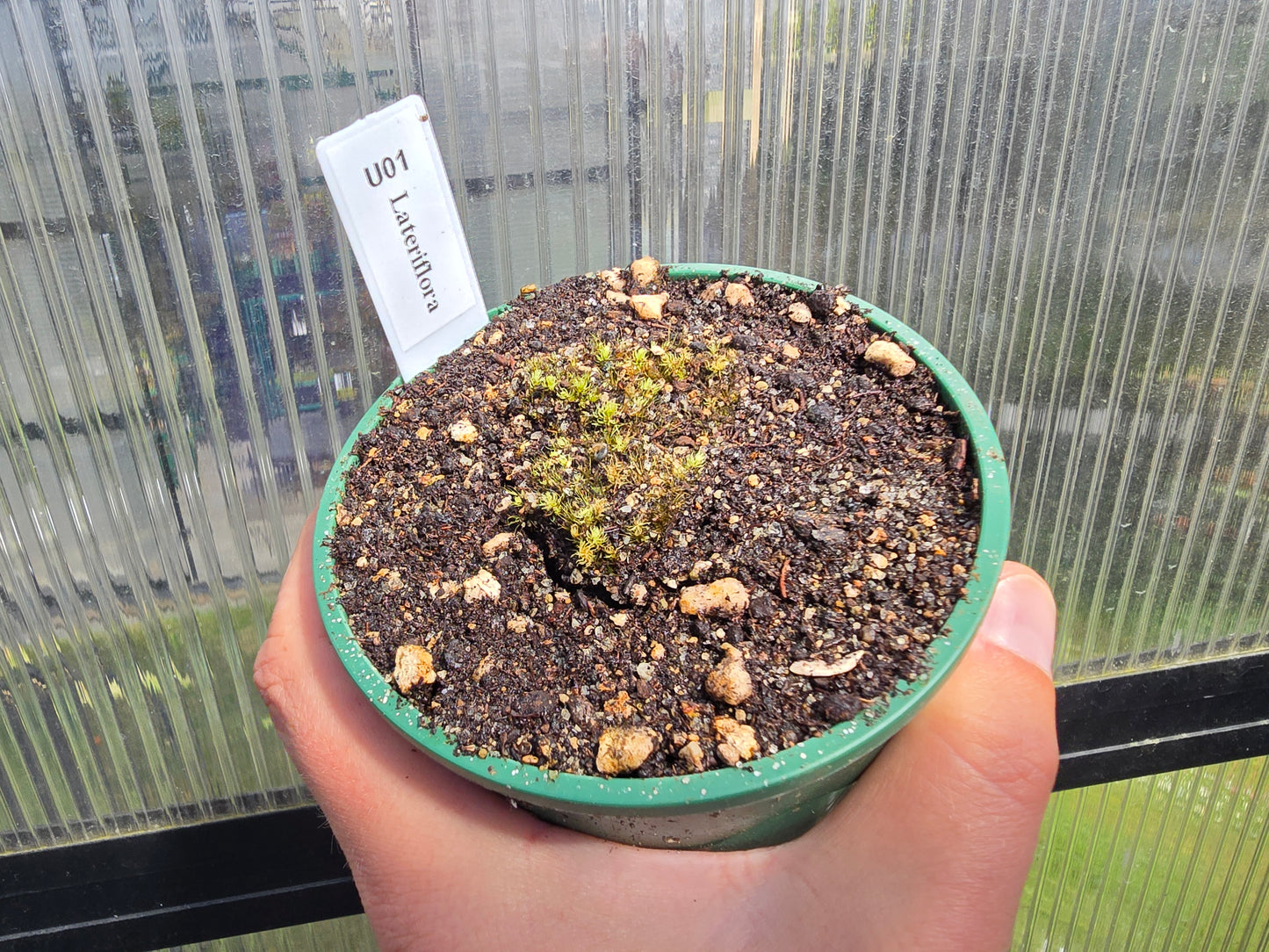 Utricularia lateriflora - Terrestrial Bladderwort