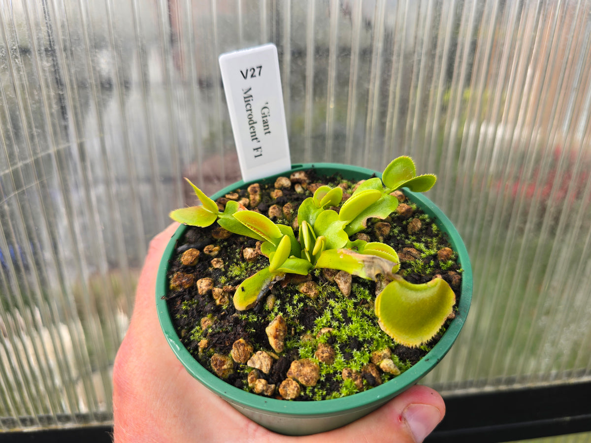 Dionaea muscipula 'Giant Microdent' F1 - Venus Fly Trap