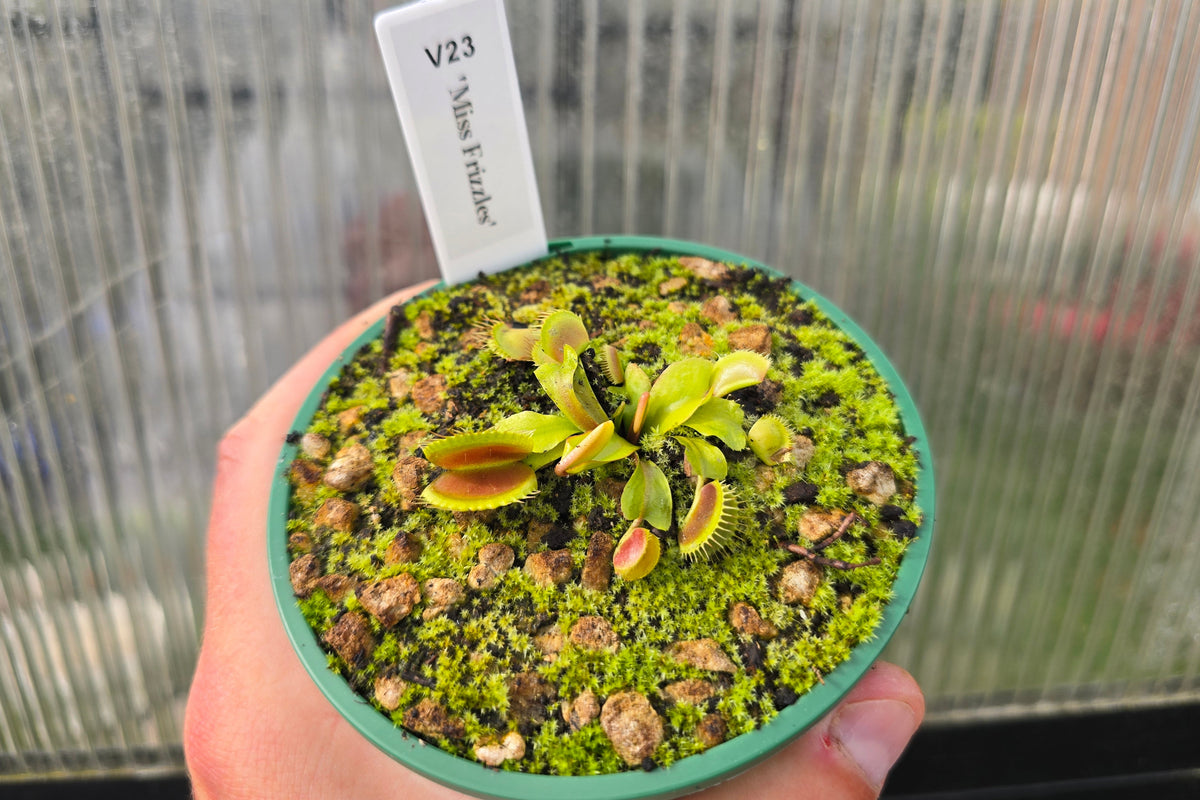 Dionaea muscipula 'Miss Frizzles' - Venus Fly Trap