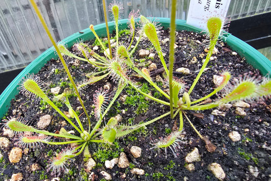 Drosera nidiformis (Pietermaritzburg, South Africa) - The Nestle Leafed Sundew