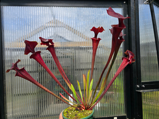 Sarracenia flava var. atropurpurea - cv. 'Waccamaw' - American Pitcher Plant