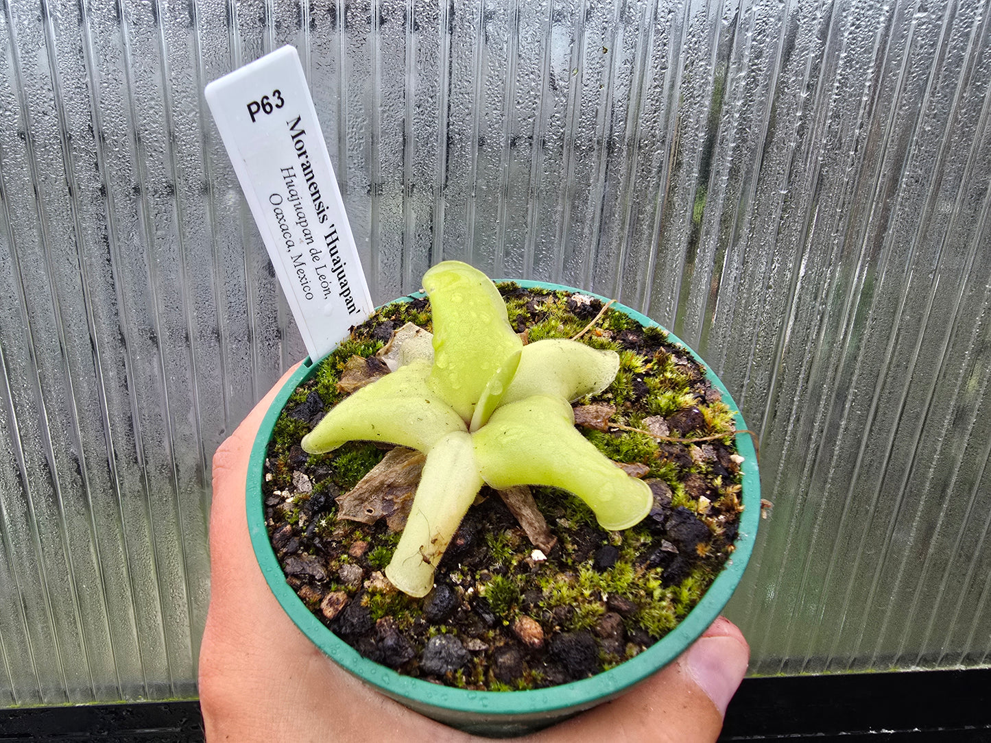 Pinguicula moranensis 'Huahuapan' - Mexican Butterwort