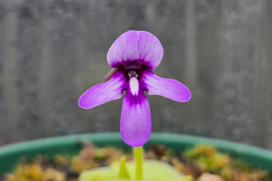 Pinguicula macrophylla - Mexican Butterwort