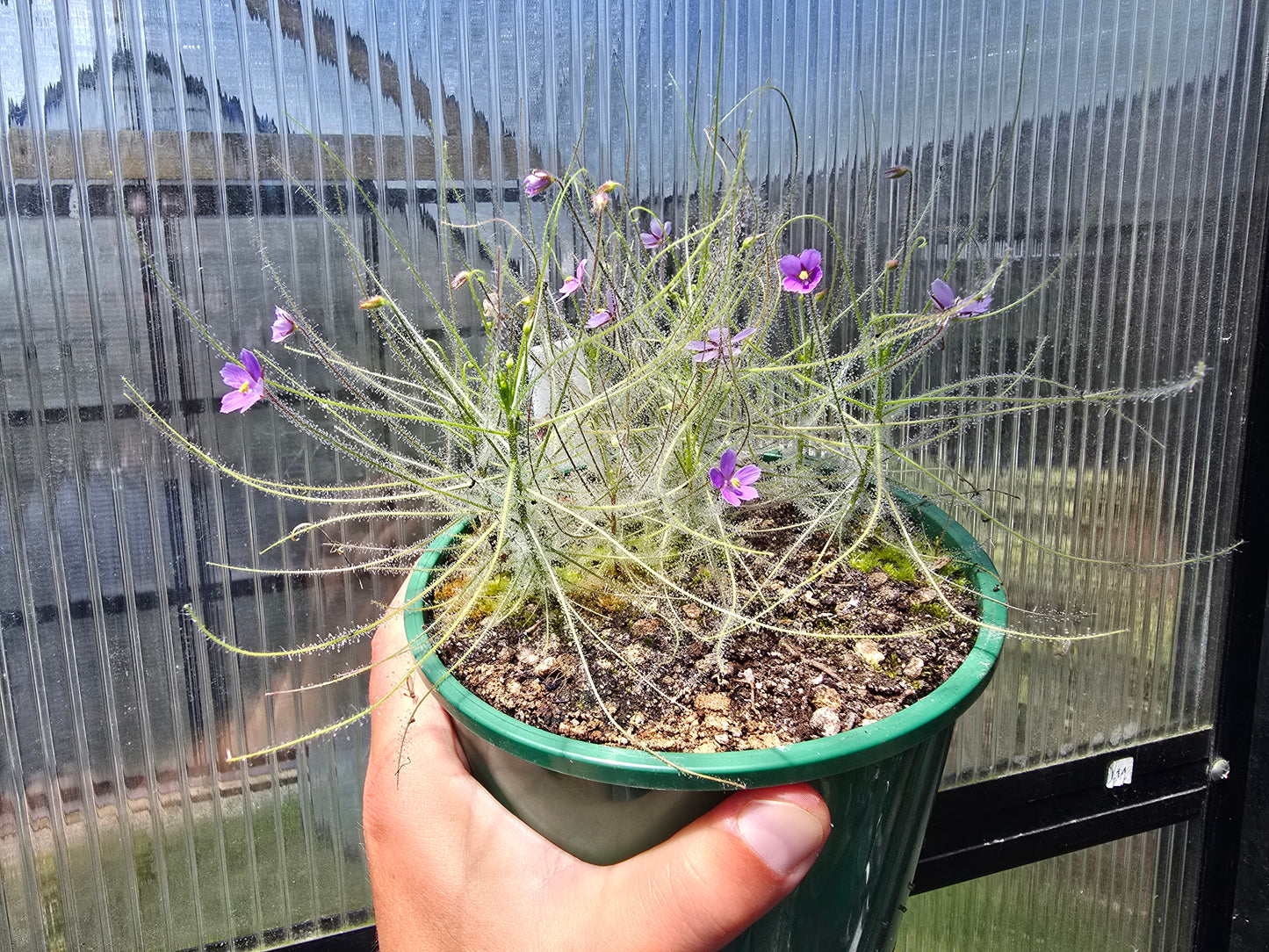Byblis liniflora - Rainbow Plant
