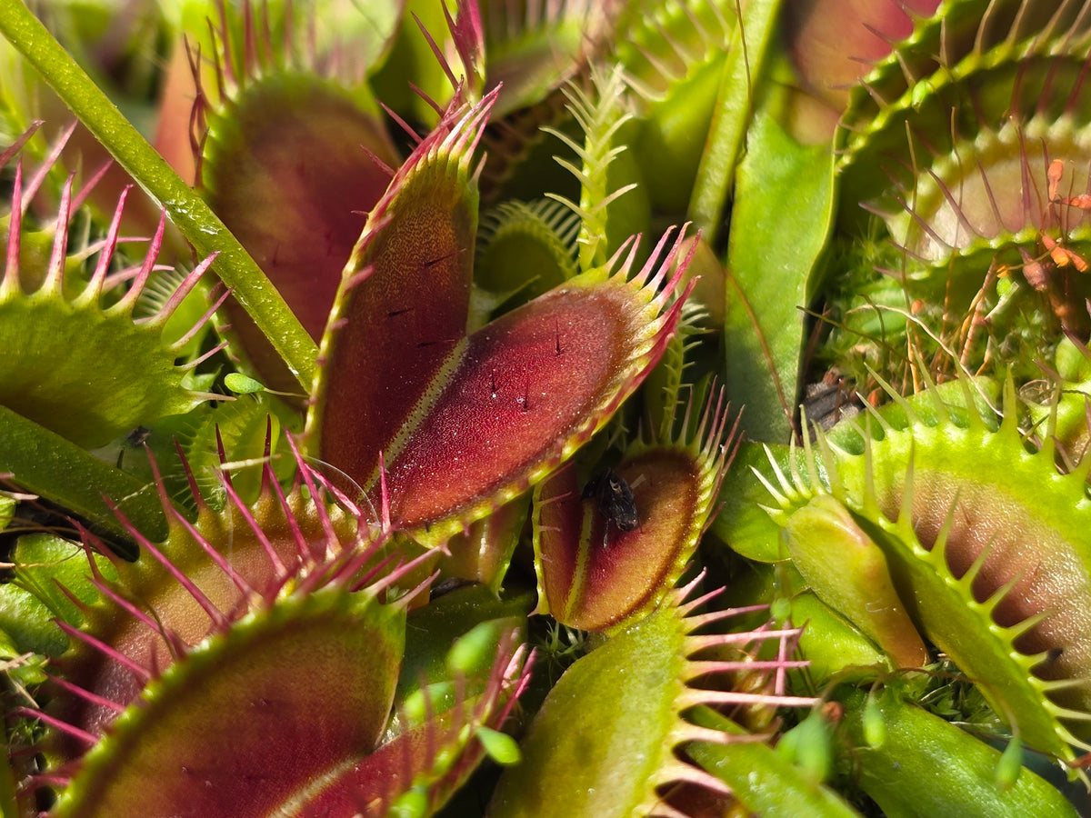 Dionaea muscipula 'DC XL’ - Venus Fly Trap